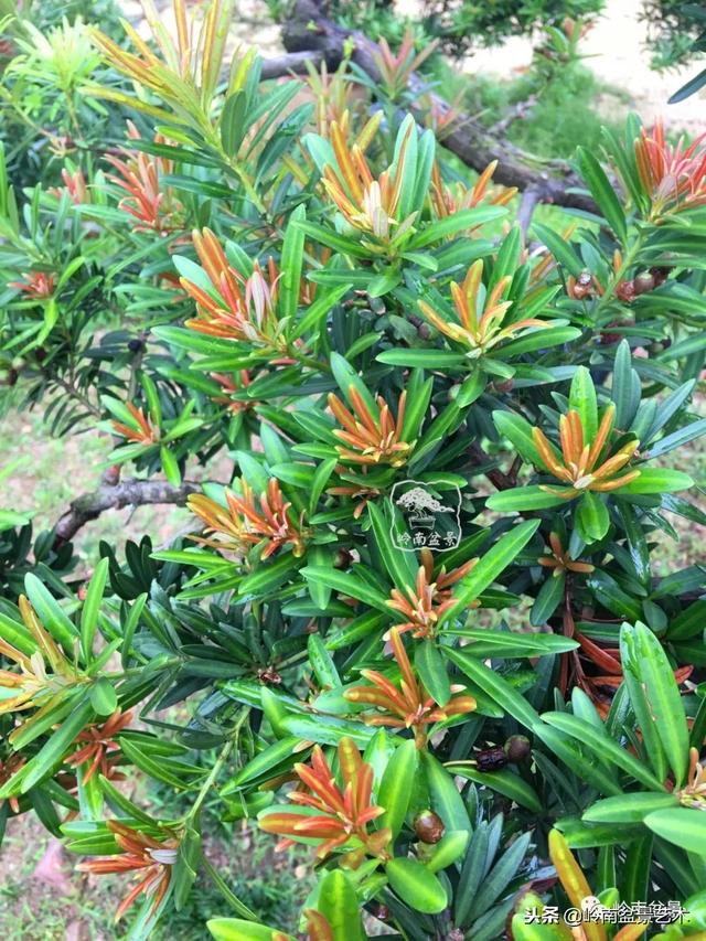 罗汉松盆景欣赏精品，海岛罗汉松——我的红颜知己