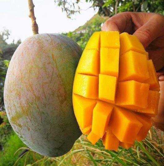 什么季节种植芒果最好，芒果什么时间种植比较好（芒果优质产区攀枝花的“巨无霸”）