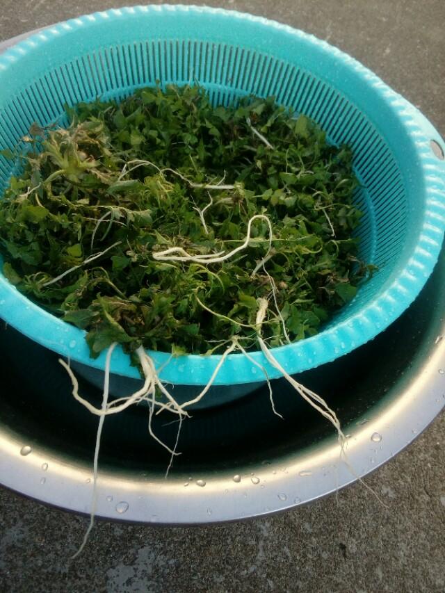 什么是鸡肉菜，鸡肉做菜都有哪些（这种野菜你们那叫什么）