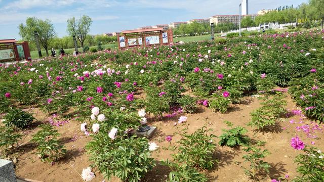 什么什么的故事600字作文，以什么故事作文600字（照片里的故事）