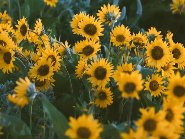 双鱼座厉害之处，双鱼座的强大之处（实则能“治住”强者）