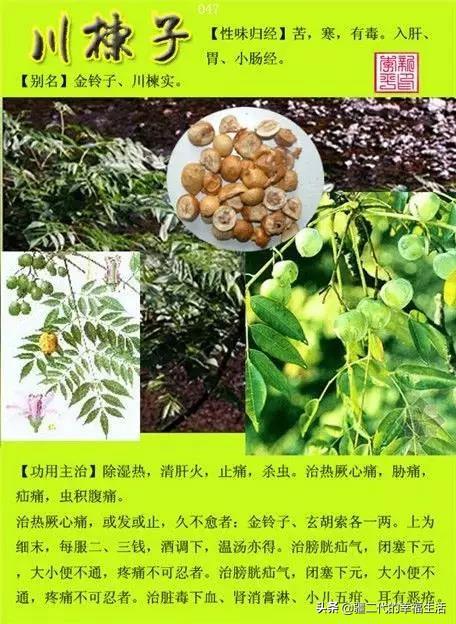 常见中草药图谱，中草药经典图谱（让你知道常用药都长啥样）