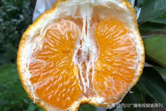 耙耙柑什么人不能吃，耙耙柑不能吃吗（好吃还不上火）