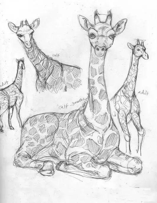 怎么画驯鹿简笔画步骤图，驯鹿的简笔画图片大全（素材-鹿的一些画法）