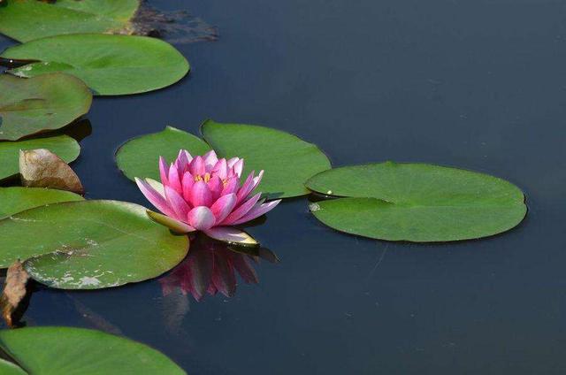 老实巴交的意思是什么，老实巴交的意思是什么梗（其实，老实人“不好惹”）