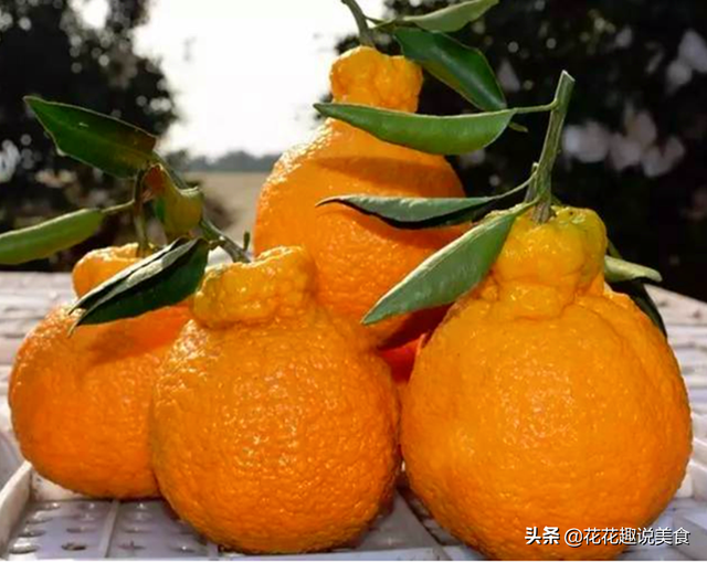 买水果时怎样挑选丑橘，买水果时怎样挑选丑橘子（全不对，果农教你选，香甜多汁）