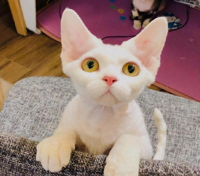 什么品种的猫不掉毛，什么品种的狗狗不掉毛（不掉毛的猫：德文卷毛猫）