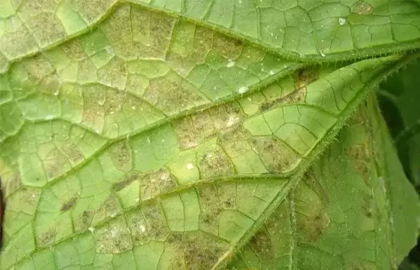 夏黄瓜靶斑病喷什么药特效，治疗黄瓜靶斑病的特效药（纯生物杀菌剂统统搞定）