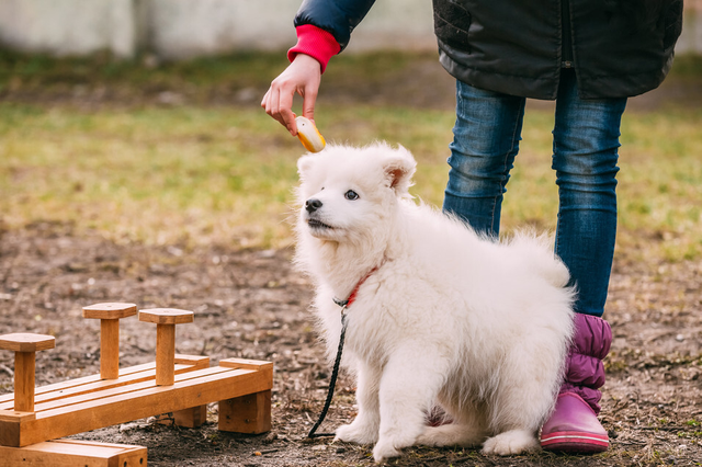博美冬天掉毛是正常现象的吗，博美夏天掉毛正常吗（掉毛厉害的常见宠物犬）