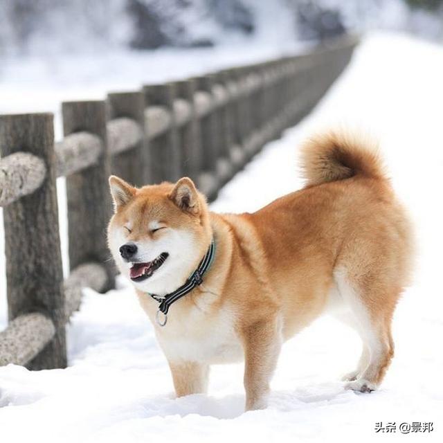 世界上什么狗最贵，世界上最贵的狗有哪些（世界最贵的十个犬品种）