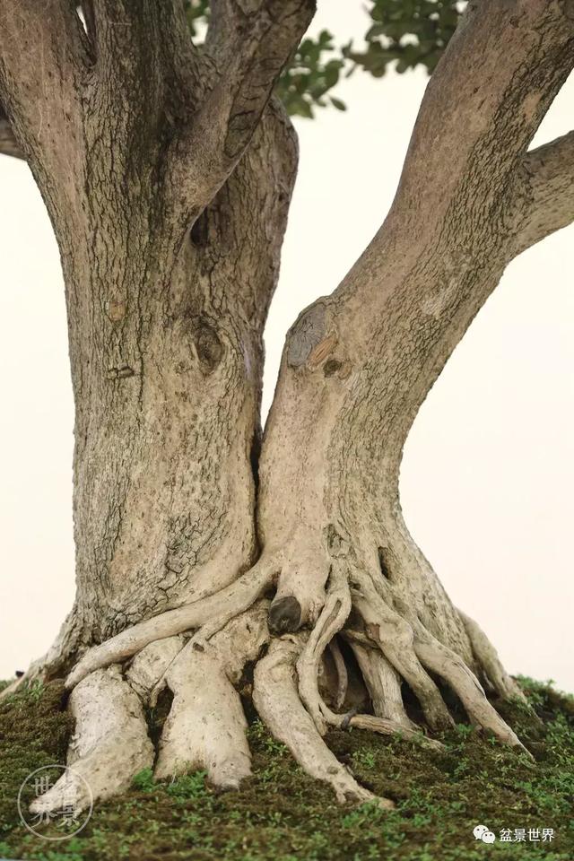 黄杨木盆景养护注意事项，怎样养黄杨木盆景（一组黄杨盆景精品欣赏）