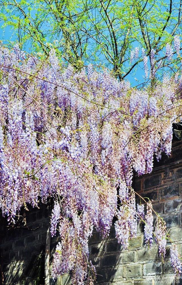 紫藤花的花语和寓意，紫藤花的寓意（我喜欢紫藤花）