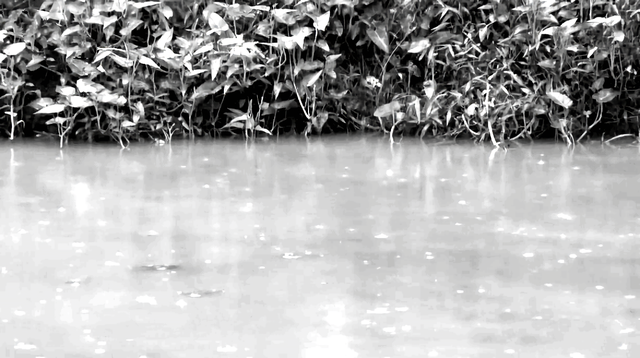 知青周萍的结局，周萍最后的结局是自杀（指导员被纳为重点嫌疑对象）