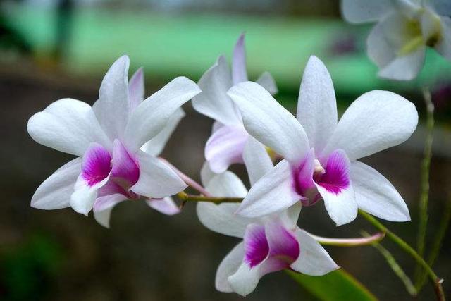 石斛兰，当成盆景观赏也不错（石斛兰的养殖方法）