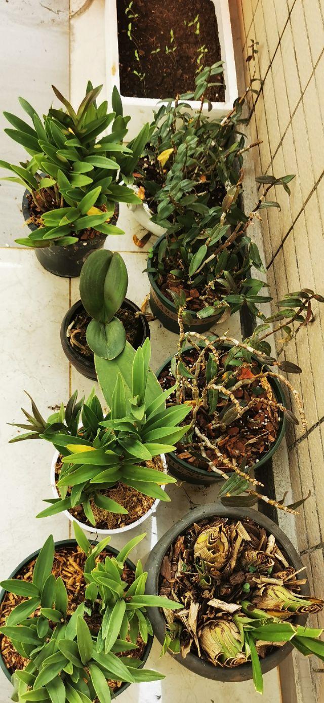 石斛兰怎么养，阳台养花记录-石斛兰花篇（石斛兰好养吗 新手能养吗）