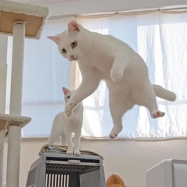 怎样养猫更合理，如何更好的养猫（铲屎官养猫的生活小窍门）