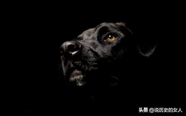 犬救主发生在什么朝代（大明奇案：忠犬为救主而死）