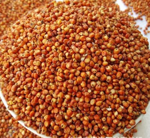 黍子是什么粮食，黍子面是什么粮食作物（高粱和谷子怎么区分）