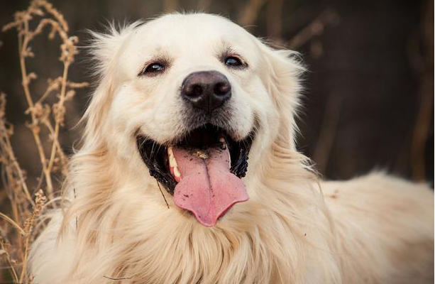 金毛犬价格多少，金毛犬价格幼犬价格（一个月要花多少钱）