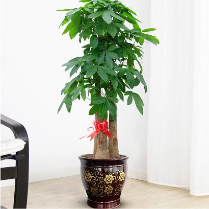 红铁树的作用与功效，红铁树的作用与功效是什么（分享10种寓意美好并且适合客厅种植的植物）