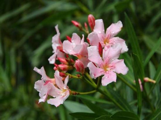 鹤顶红花养殖方法和注意事项，这几种花颜值高叶子大