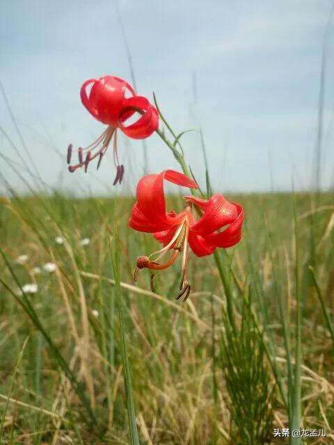 春天最美的花火红的萨日朗,火红的萨日朗为什么是草原上最美的花呢