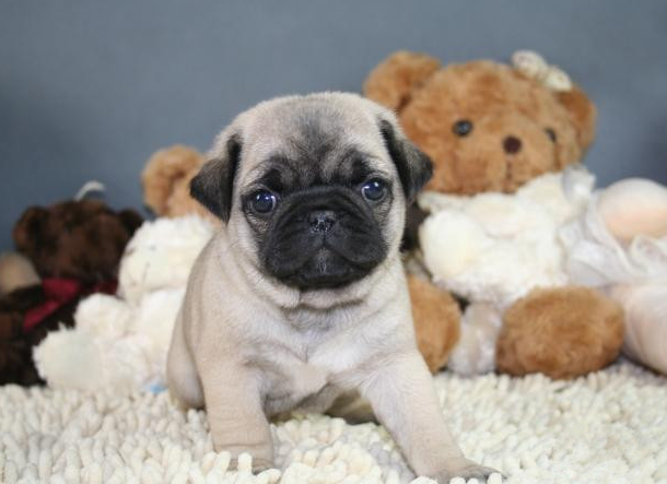 八哥犬有几种，八哥有几种（这6种巴哥犬不要买）