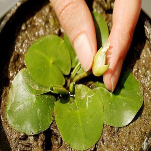 【睡莲】睡莲的特点，睡莲的特点有哪些（再小的花园）