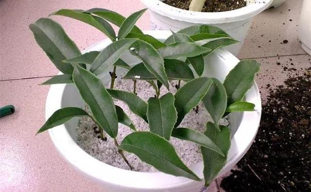 自制雾状小喷壶，自制实用喷水壶（它是扦插万能土）