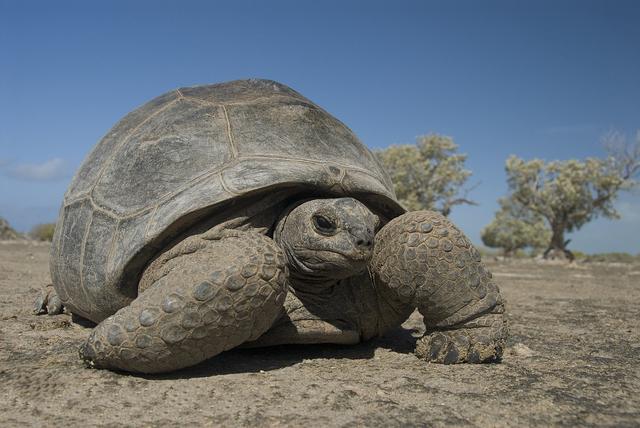 乌龟种类有哪些，乌龟种类有哪些品种（陆龟和水陆两栖龟区别）