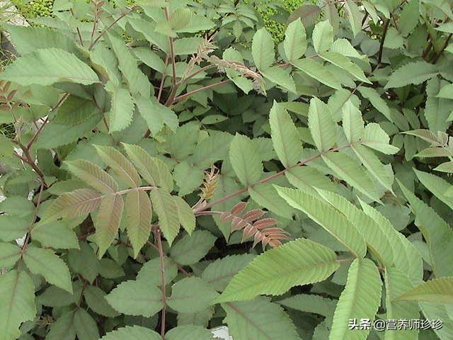 五倍子的功效与作用，五味子的功效与作用（小时候常吃的零食）