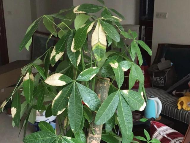 栀子花叶子发黄是什么原因，栀子花叶子发黄的原因是什么（栀子花叶子发黄）