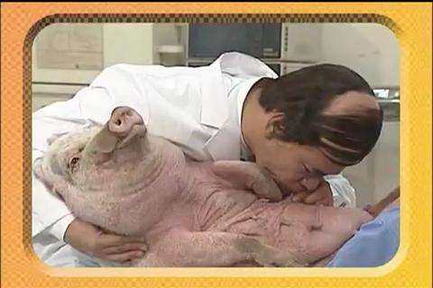 猪奶部位的肉可以吃吗，猪乳肉可以吃吗（能喝吗？你们要的猪奶来了）