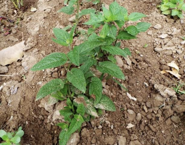 甘露子（干禄字书），殊不知是“甘露子”（干禄字书序）