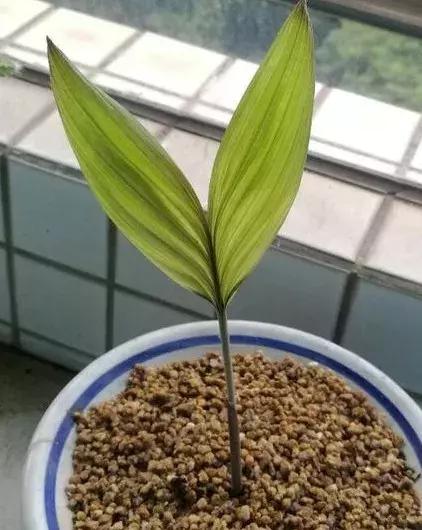 蛇皮果的营养价值，这种水果不一般（蛇皮果的药用价值）