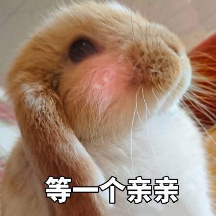 宝贝兔兔表情包第二弹。，一只小兔兔2表情包（你的小可爱上线了图片）