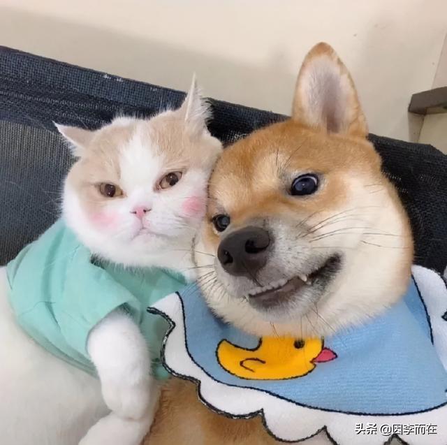 简笔画女生头像，简笔画女头/可爱微信（黑白简笔画的闺蜜宿舍团队头像）