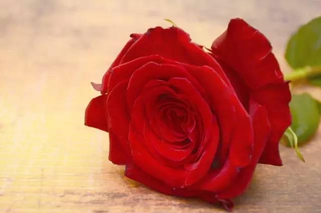 各种花的花语，各种花的花语爱情（史上最全花语大全）