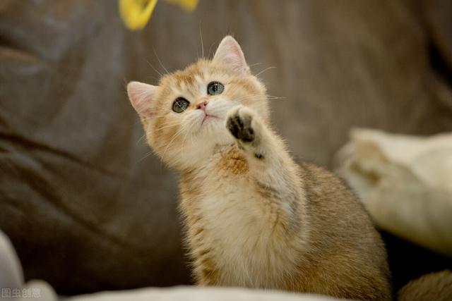 布偶猫哪个色最贵，布偶猫眼睛颜色等级（几种常见猫咪的市场价）