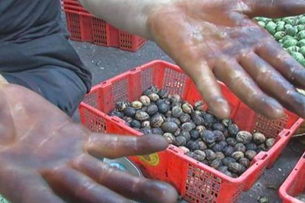 核桃皮怎么去掉，怎样快速剥掉核桃仁的皮（一口气看懂关于核桃去皮那些事）