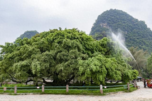 桂林阳朔：大榕树