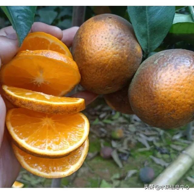 醋柳果的功效与作用，醋柳果的功效与作用及禁忌（国内有哪些小众特色水果）