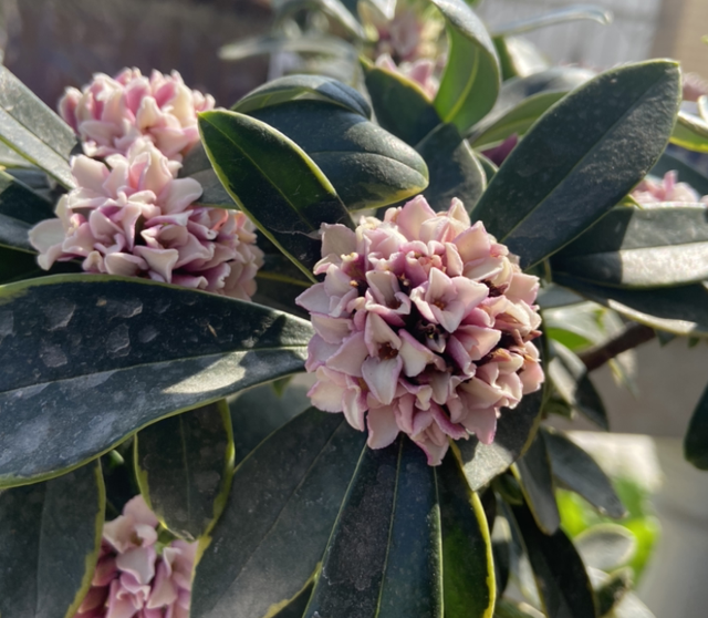 金边瑞香的形态特征和栽培技术详解，金边瑞香的栽培方法（开花满院子飘香）