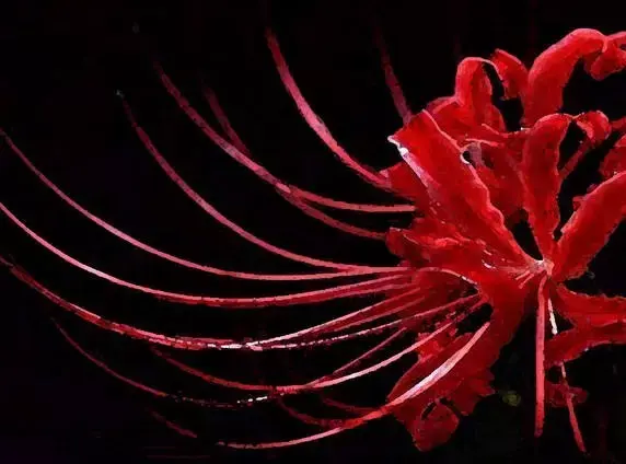 彼岸花，微信头像，彼岸花（48张彼岸花图，真是美极了）