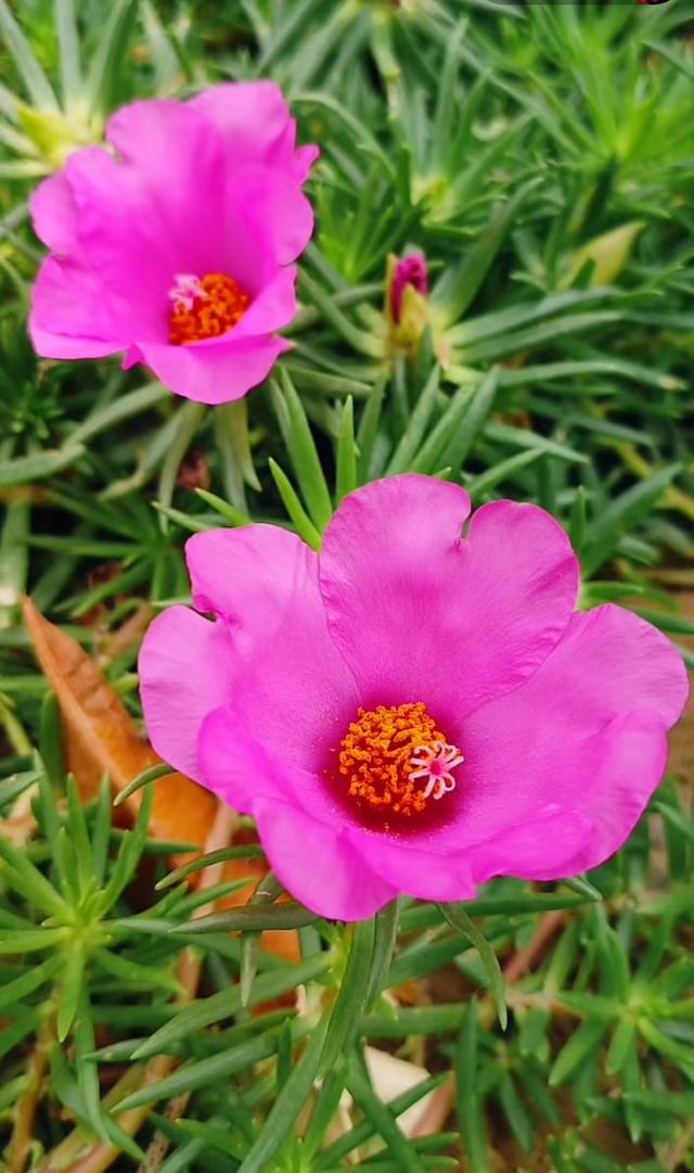 花头像图片大全，好看的花儿头像微信（相遇的瞬间）