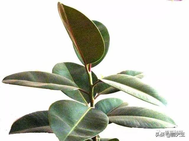 橡皮树的寓意是什么，花匠带你养花之橡皮树养护知识大全