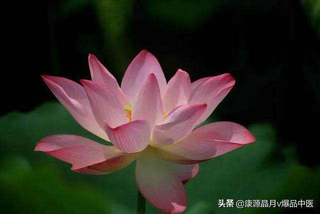 刮痧是伤气还是补气，拔罐是伤气还是补气（中暑的中医急救）