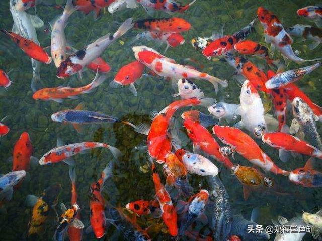 养锦鲤要注意些什么问题，锦鲤养殖的方法与技巧（养锦鲤应该注意哪些）