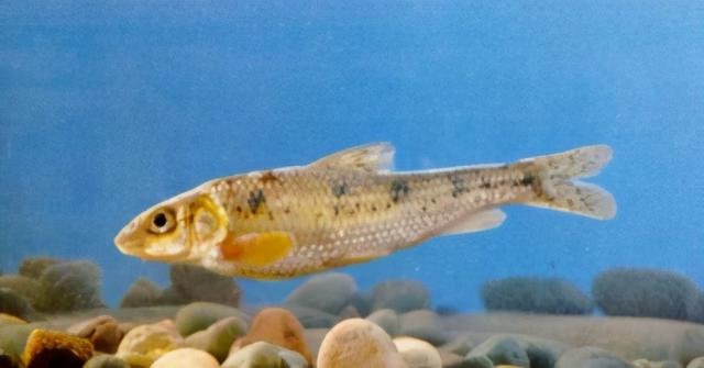 淡水观赏鱼种类，淡水观赏鱼的种类大全！（中国淡水观赏鱼图集<一>）