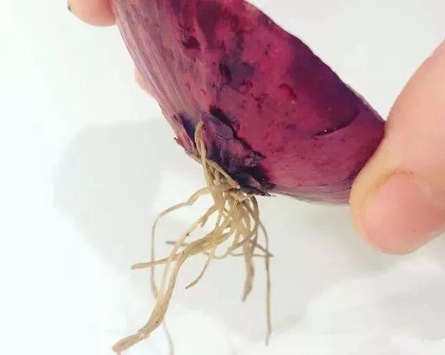 洋葱会开花吗怎么种洋葱，1个洋葱丢盆里